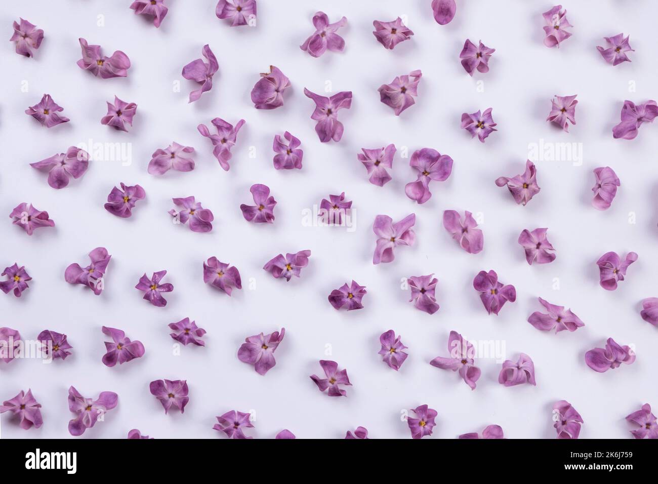 Sfondo di fiori viola lilla su un sfondo bianco. Estate sfondo luminoso, floreale o disegno di pianta. Foto Stock