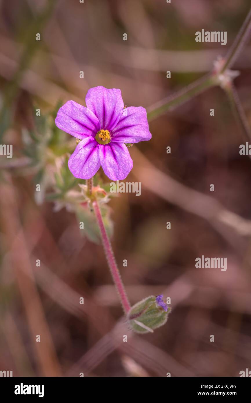 (Erodium Botrys) cicogna mediterranea fiore selvaggio durante la primavera, Città del Capo, Sudafrica Foto Stock