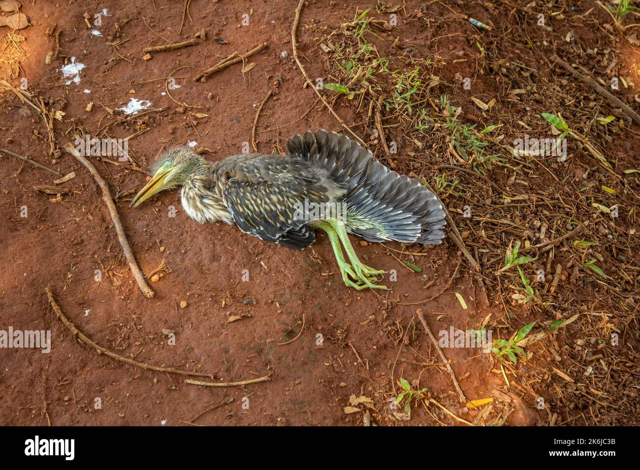 Goiânia, Goias, Brasile – 09 ottobre 2022: Un uccello morto sul pavimento sterrato con un po' di erba intorno. Foto Stock