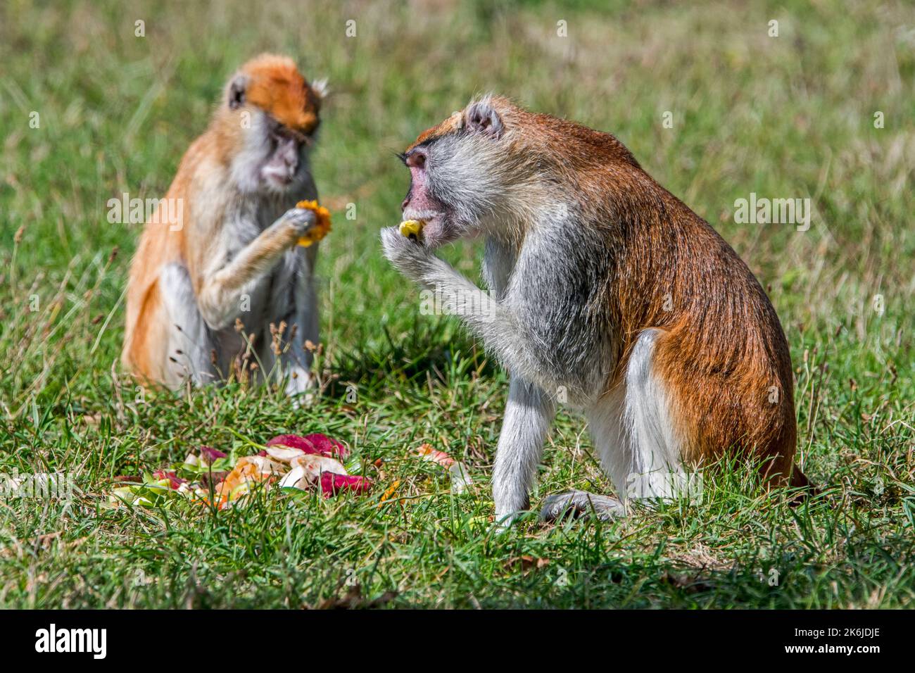Due comuni scimmie patas / scimmia wadi / scimmia hussar (Erythrocebus patas) mangiare frutta e verdura in zoo / giardino zoologico Foto Stock