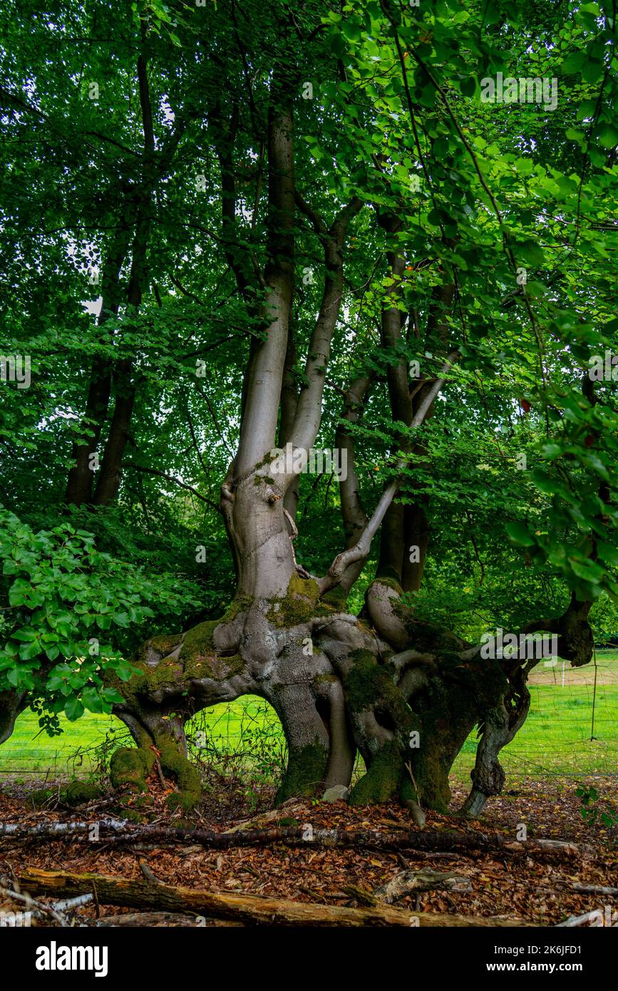 Faggeto dalla forma strana nella foresta Foto Stock