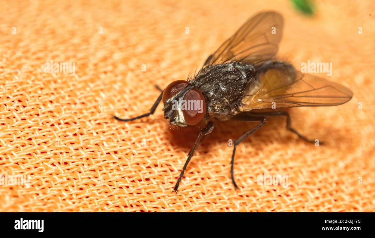 Immagine macro di una casa comune volare seduta su un panno con sfondo sfocato e messa a fuoco selettiva. Primo piano di una casa volare su pezzo di stoffa. Foto Stock