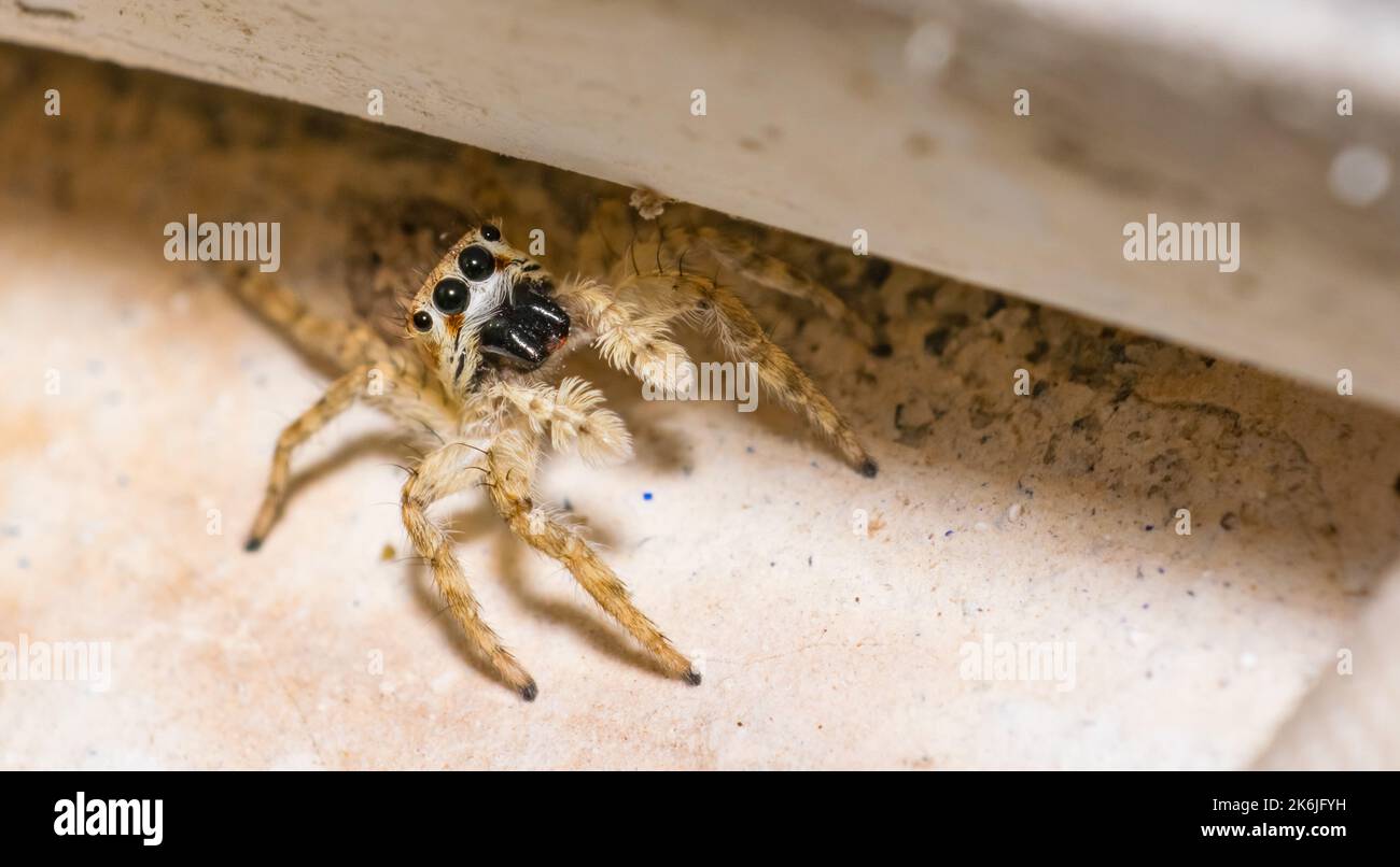 Un comune ragno salti seduto sulla terra con sfondo sfocato e messa a fuoco selettiva. Immagine ravvicinata di un ragno che salta guardando verso la telecamera. Foto Stock