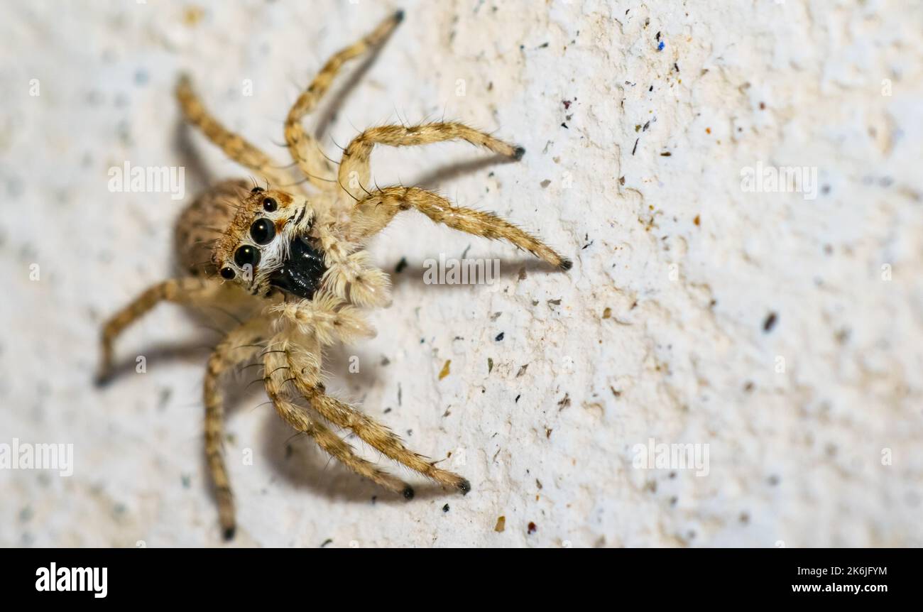Un comune ragno salti seduto sulla terra con sfondo sfocato e messa a fuoco selettiva. Immagine ravvicinata di un ragno che salta guardando verso la telecamera. Foto Stock