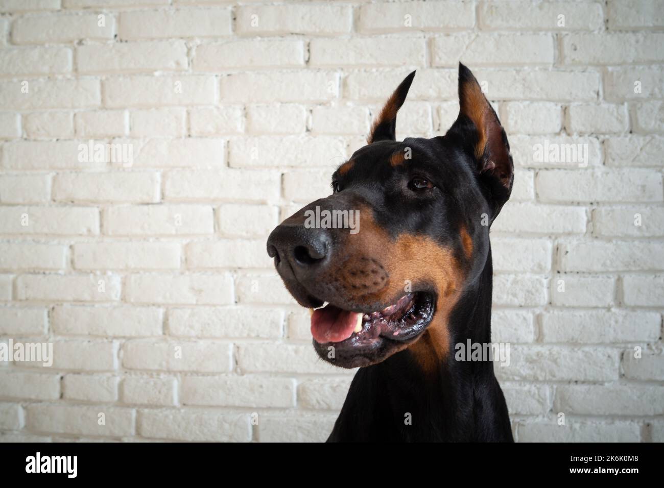 Ritratto di un cane Doberman. Foto studio isolato su una parete di mattoni bianchi. Foto Stock