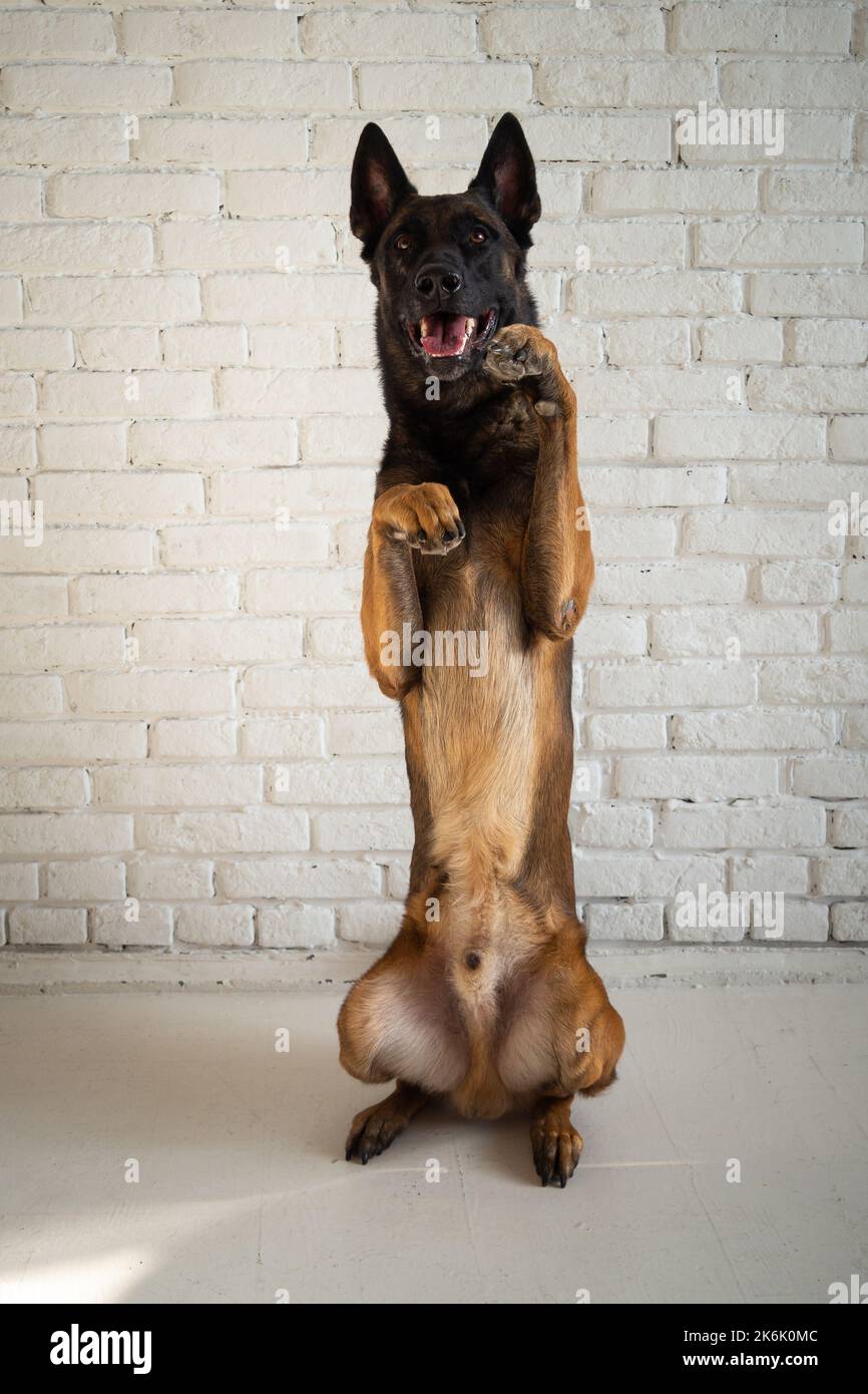 Ritratto di un cane pastore belga. Foto studio isolato su una parete di mattoni bianchi. Foto Stock