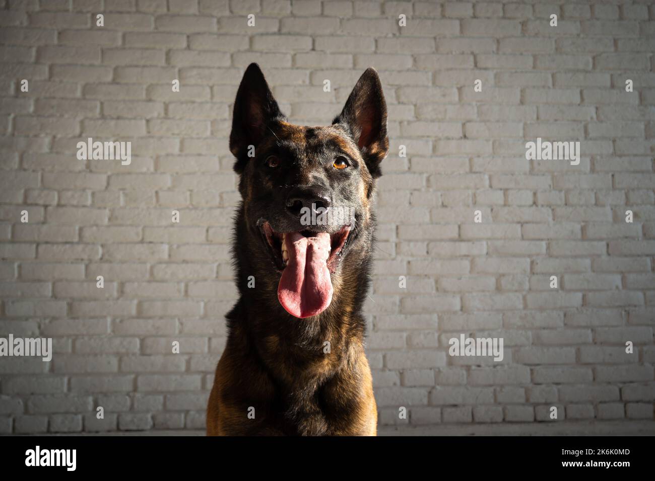 Ritratto di un cane pastore belga. Foto studio isolato su una parete di mattoni bianchi. Foto Stock
