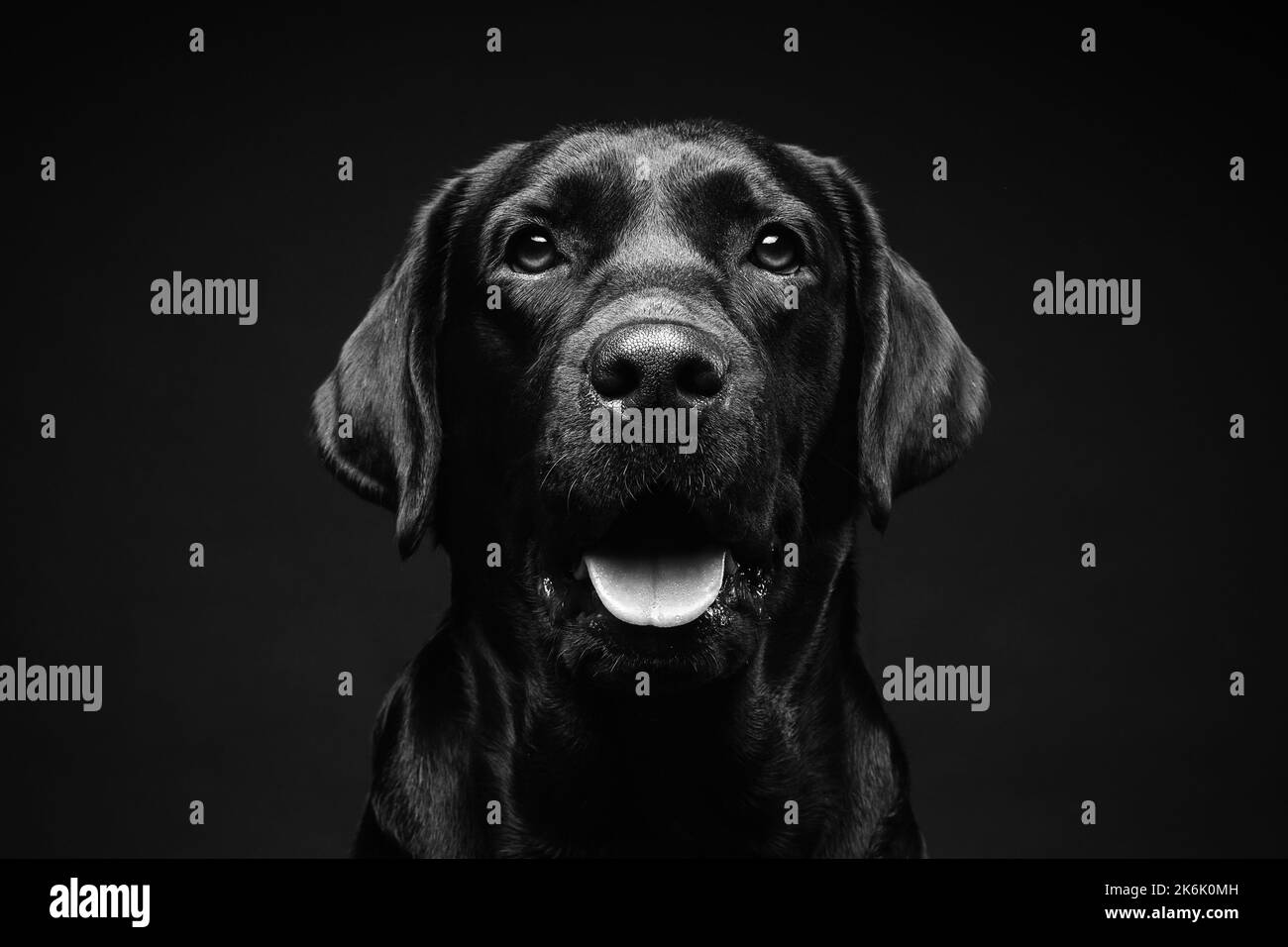 Ritratto di un cane Labrador Retriever su uno sfondo nero isolato. La foto è stata scattata in uno studio fotografico. Foto Stock
