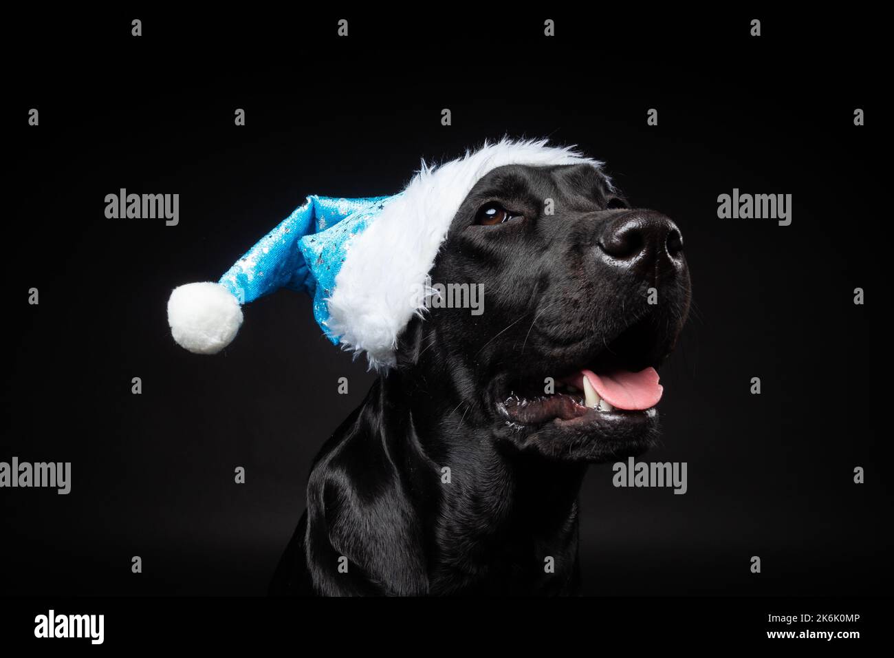 Ritratto di un cane Labrador Retriever in un cappello di Santa, isolato su uno sfondo nero. La foto è stata scattata in uno studio fotografico. Foto Stock