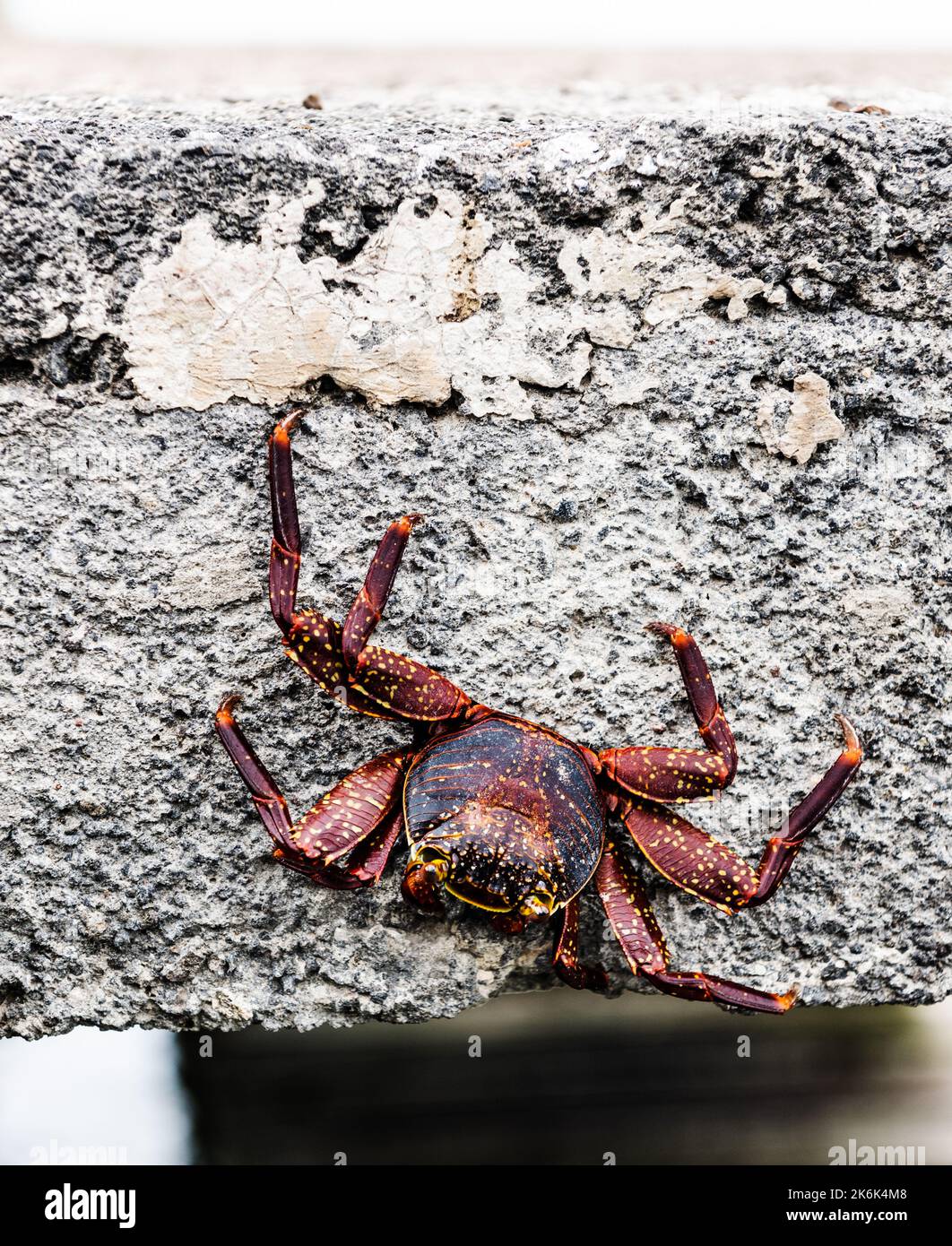 Red Rock Crab, isola di Santa Cruz, isole Galapagos, Ecuador, Sud America Foto Stock