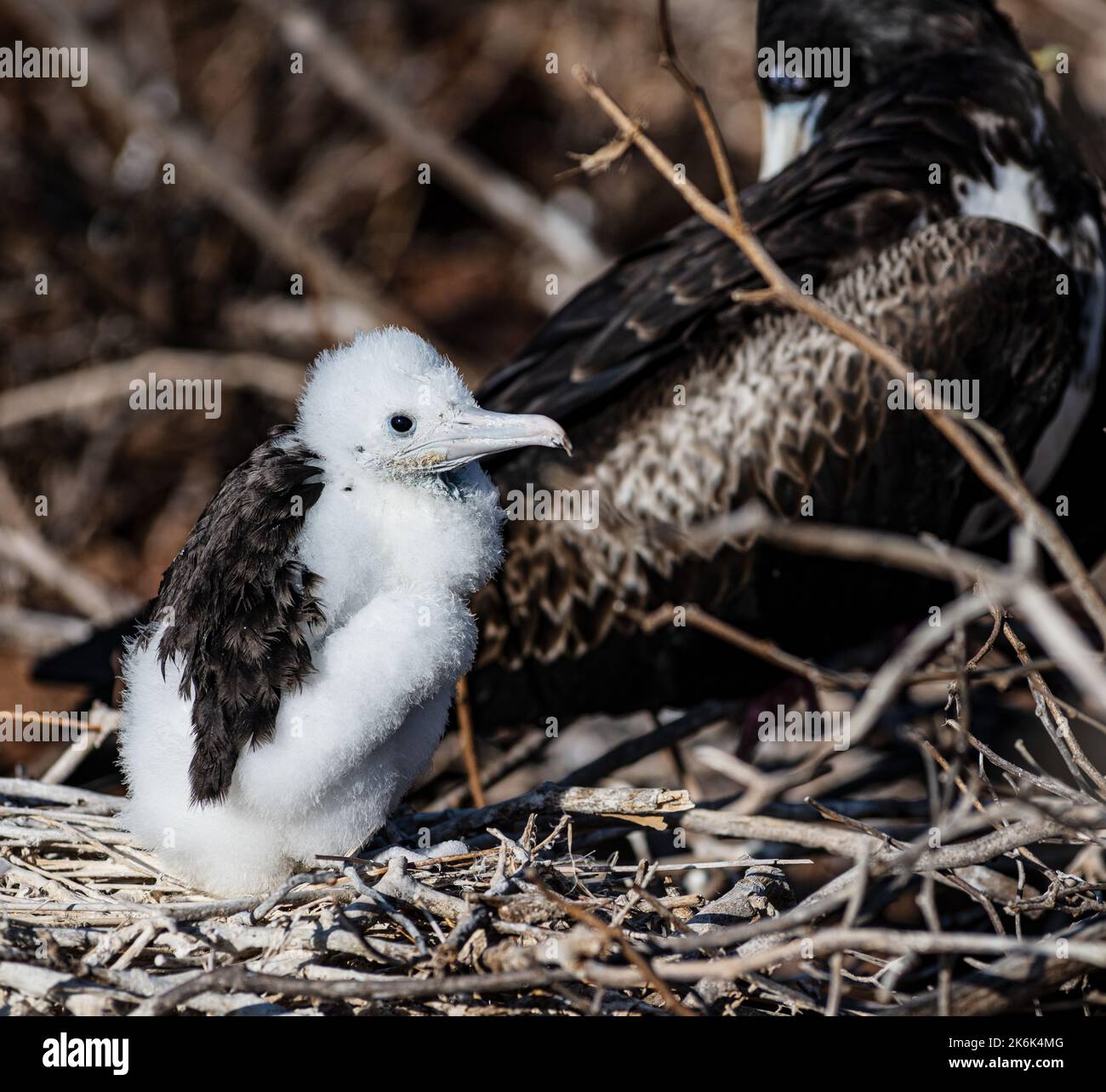 Uccello fregato del bambino sull'isola di Seymour del Nord, isole di Galapagos, Ecuador, Sudamerica Foto Stock