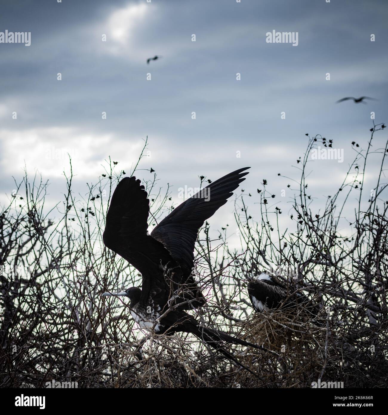 Magnifico uccello fregato sull'isola di San Cristobal, isole Galapagos, Ecuador, Sud America Foto Stock