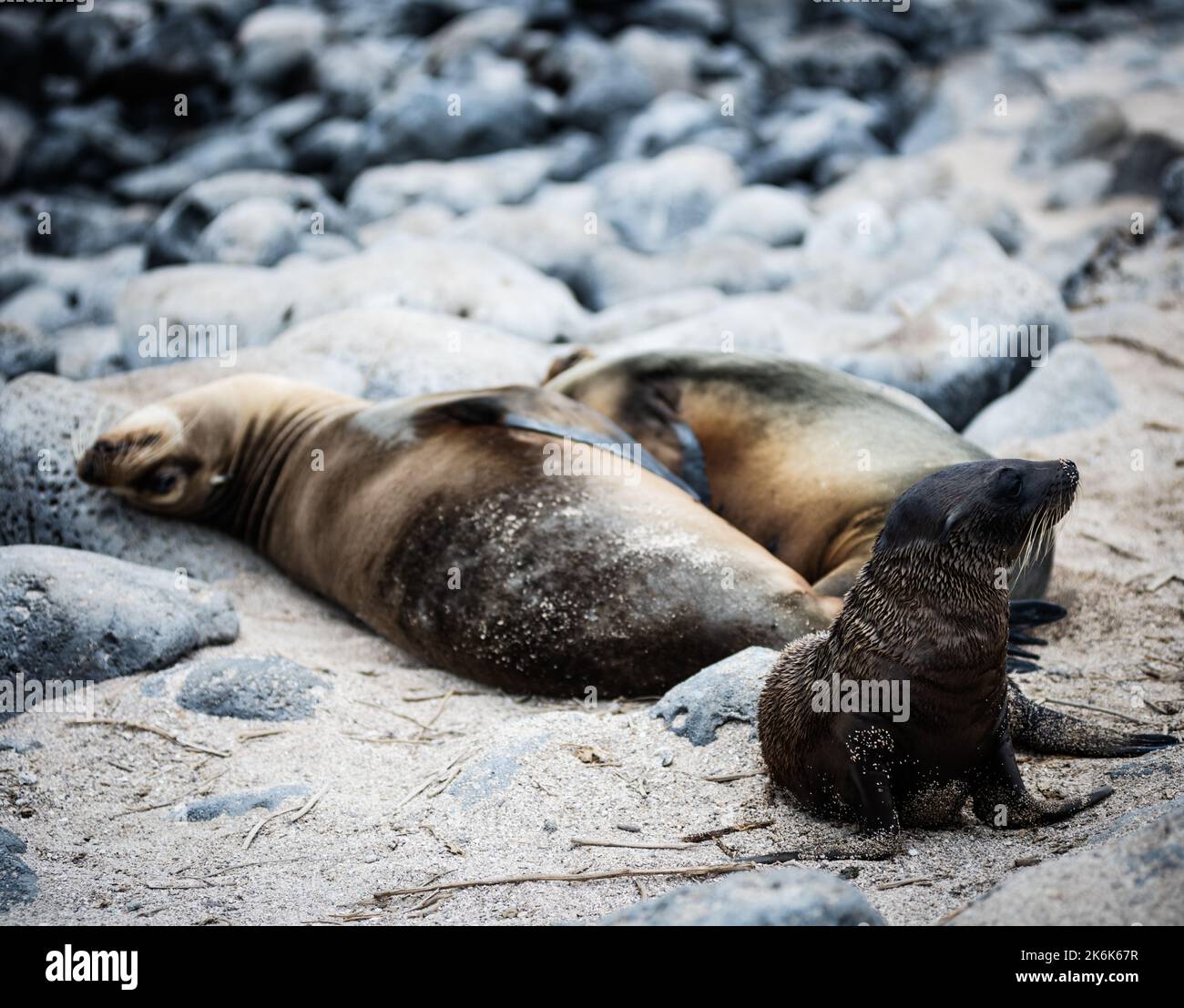 Baby sealion sull'isola di San Cristobal, isole Galapagos, Ecuador, Sud America Foto Stock