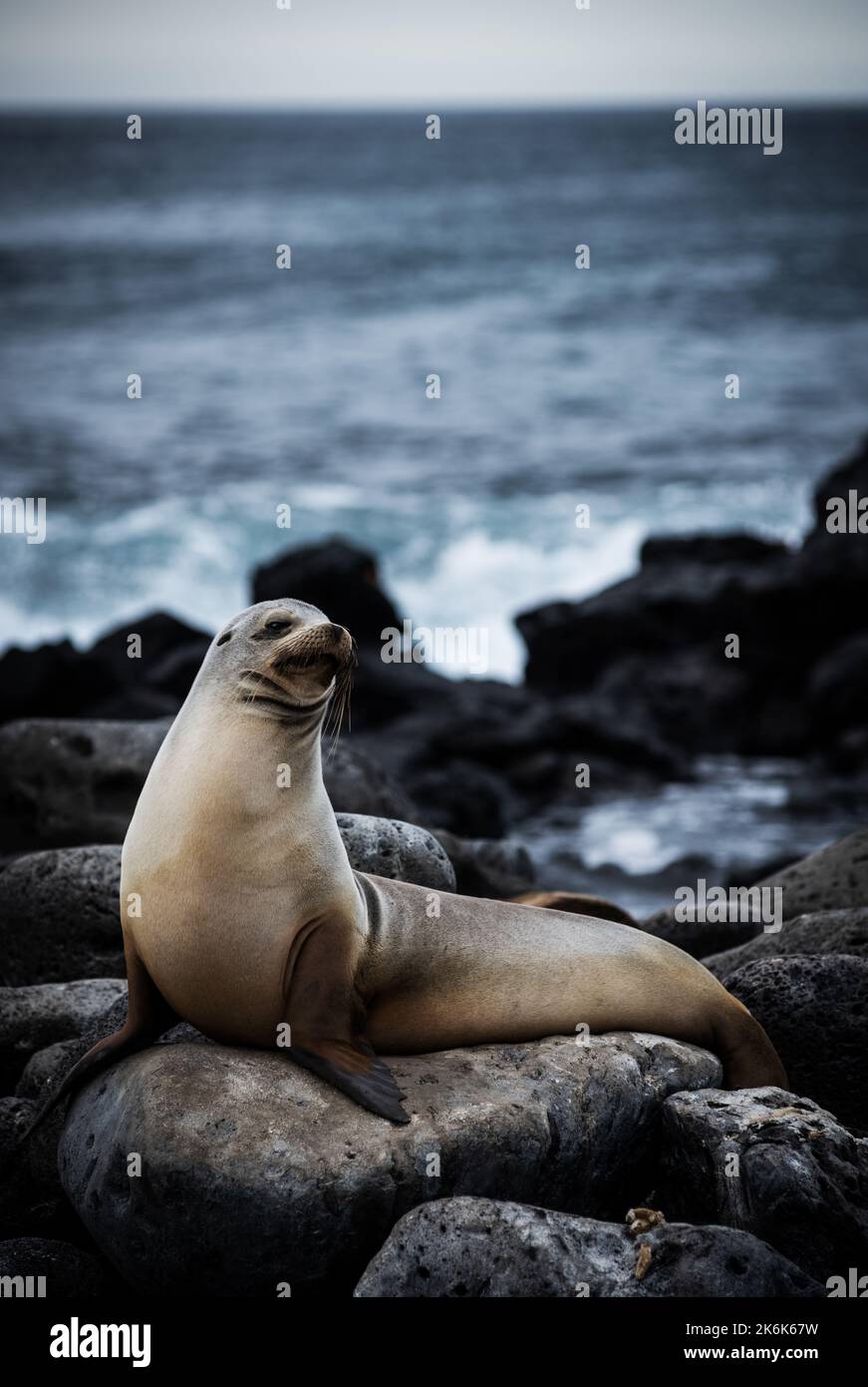 Sealion sull'isola di San Cristobal, isole Galapagos, Ecuador, Sud America Foto Stock