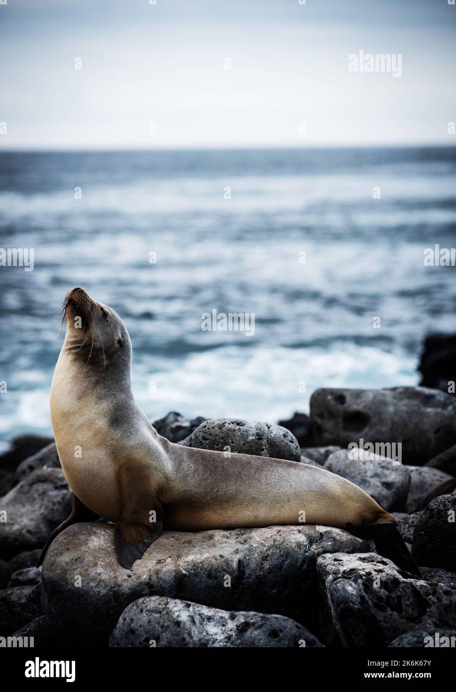 Sealion sull'isola di San Cristobal, isole Galapagos, Ecuador, Sud America Foto Stock