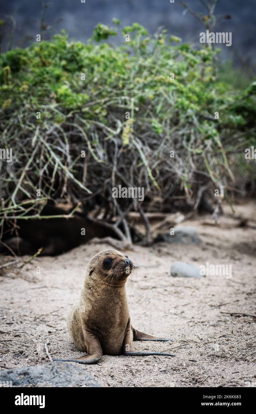Baby sealion sull'isola di San Cristobal, isole Galapagos, Ecuador, Sud America Foto Stock