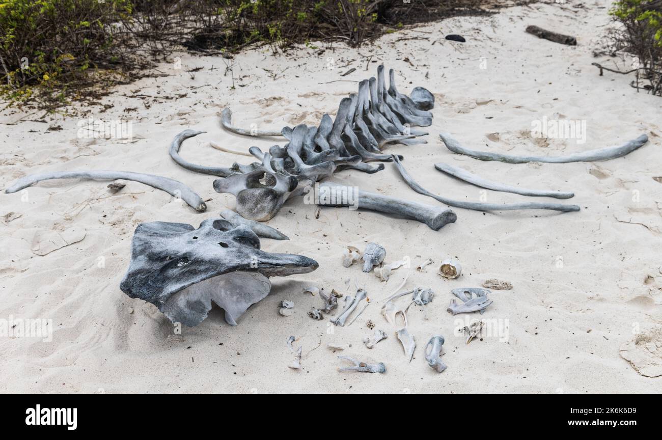 Ossa di animali essiccate sull'isola di Espanola, isole Galapagos, Ecuador, Sud America Foto Stock
