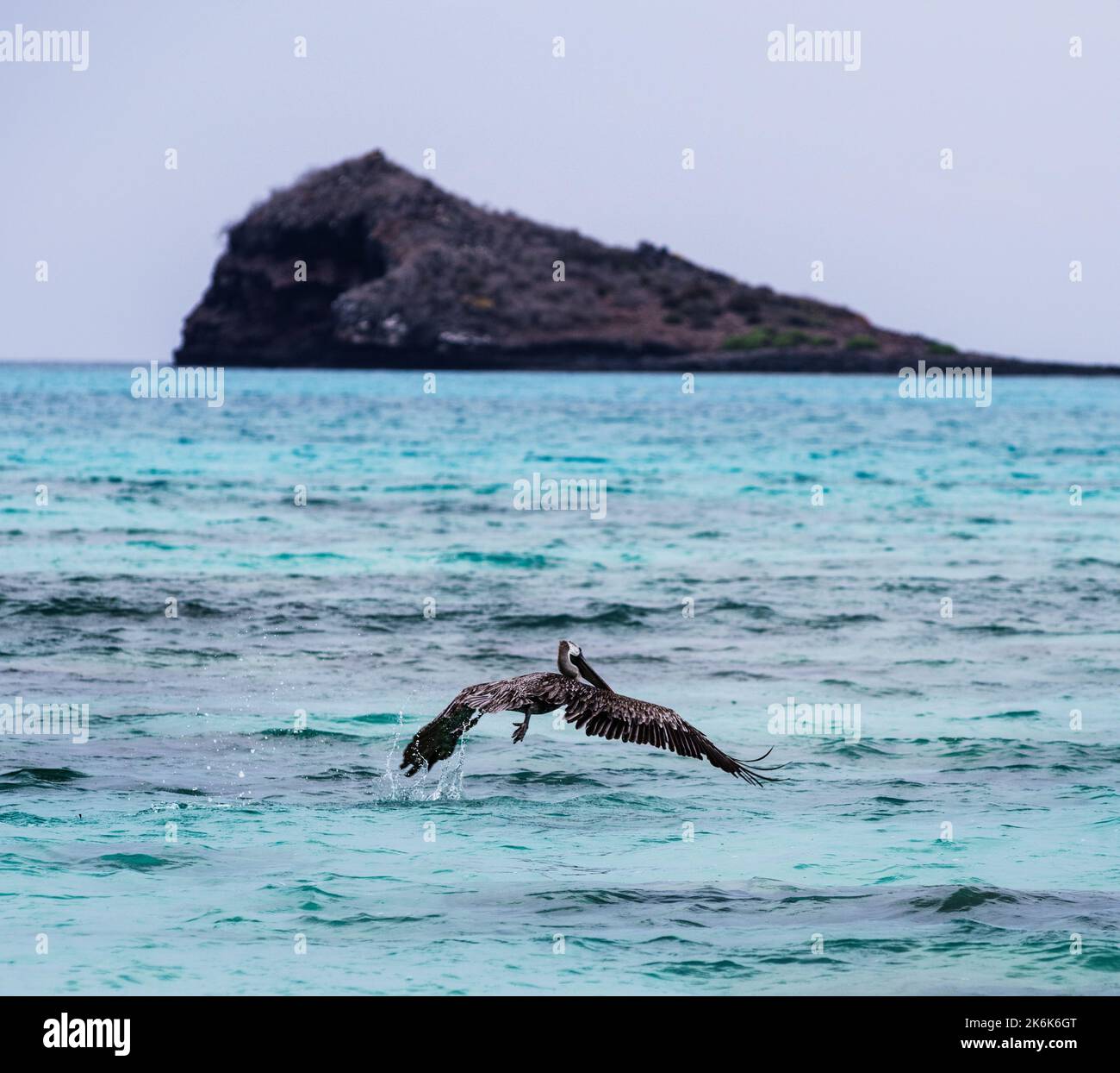 Pesca del pellicano bruno sull'isola di Espanola, isole Galapagos, Ecuador, Sud America Foto Stock