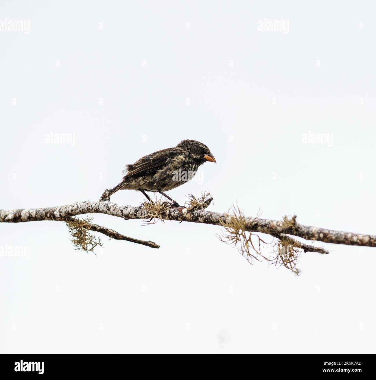 Darwin Finch a Cormorant Point, isola di Floreana, isole Galapagos, Galapagos, Ecuador, Sud America, Foto Stock