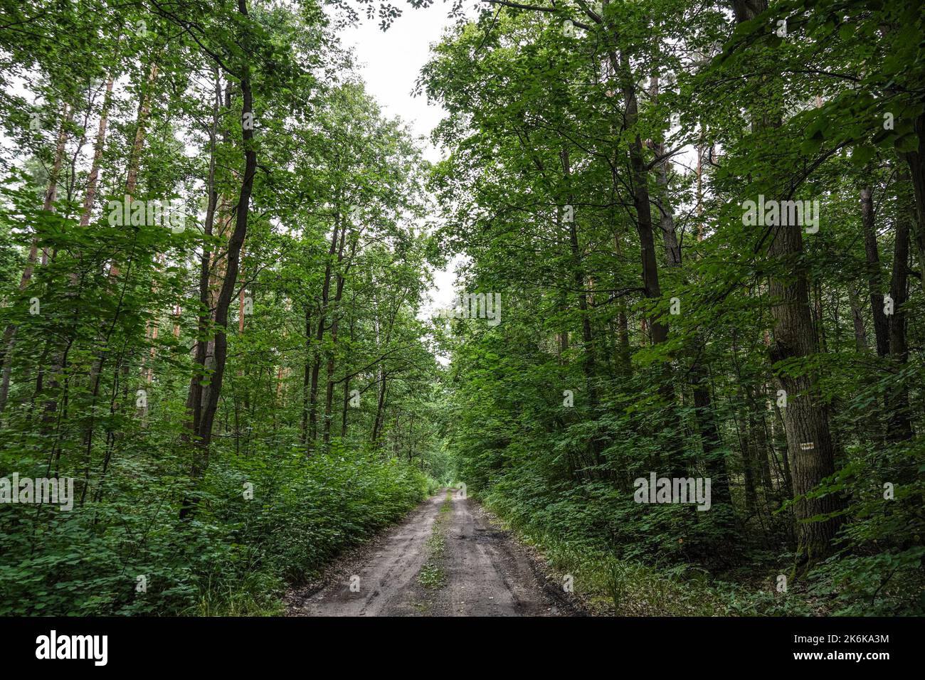 Strada di terra vuota in una foresta Foto Stock