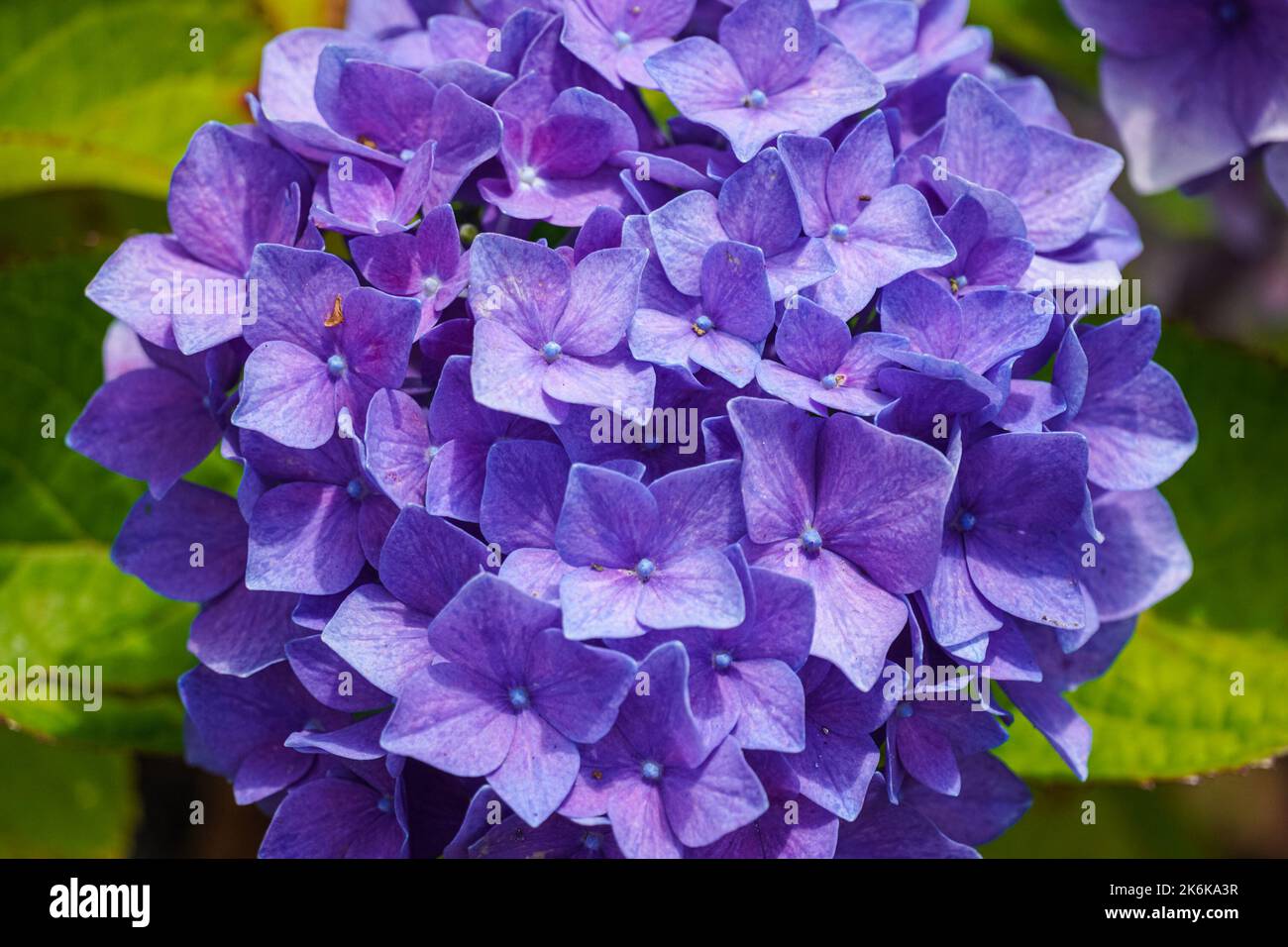 Idrangea francese, pianta fiorente di Hydrangea macrophylla, hortensia Foto Stock