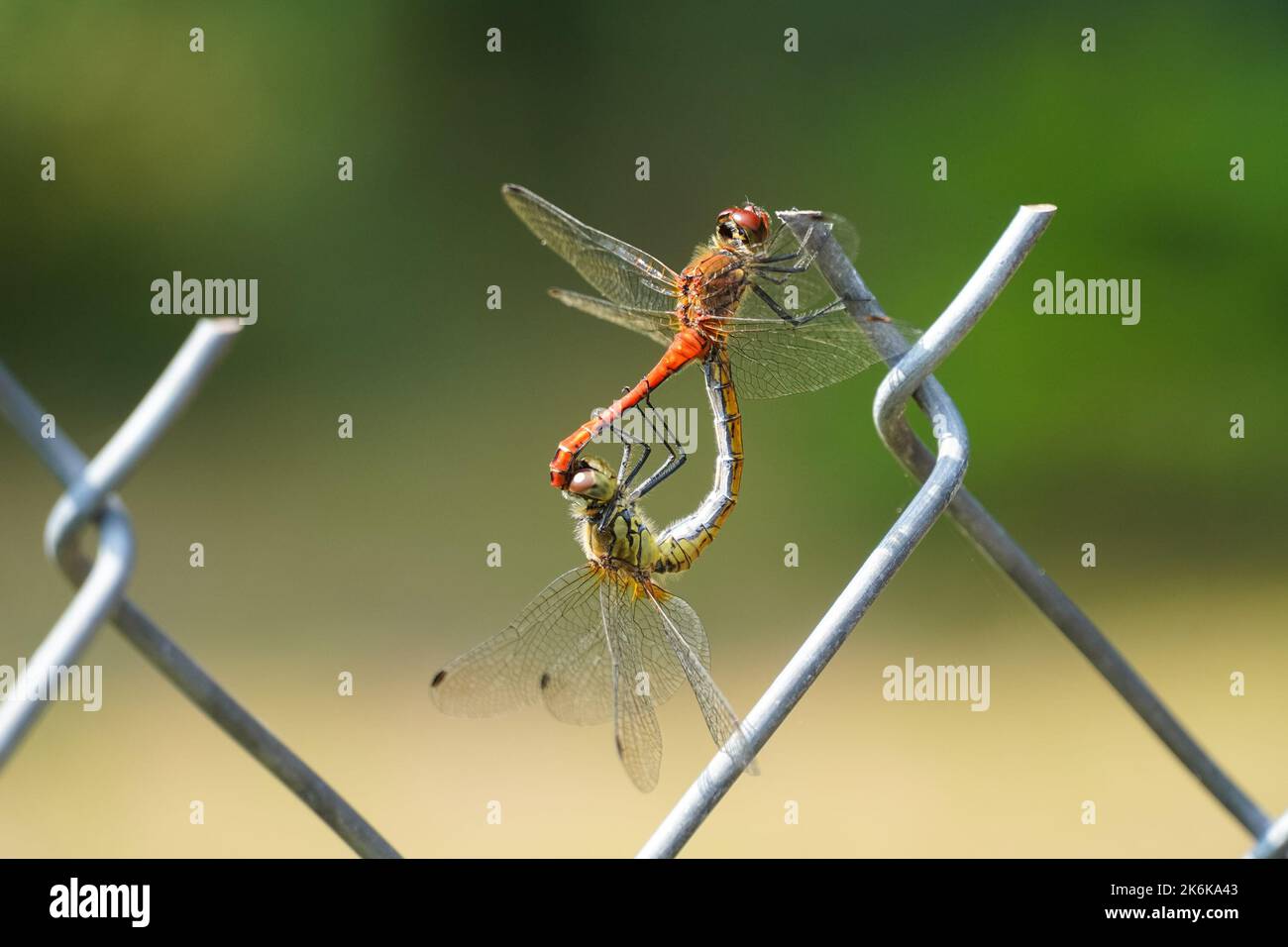 Due libellule su una recinzione Foto Stock
