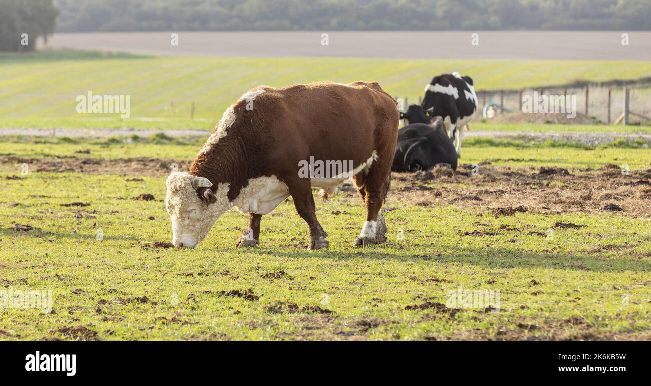 Marrone e bianco potente Hereford bull nutrirsi in esso è paddock Foto Stock