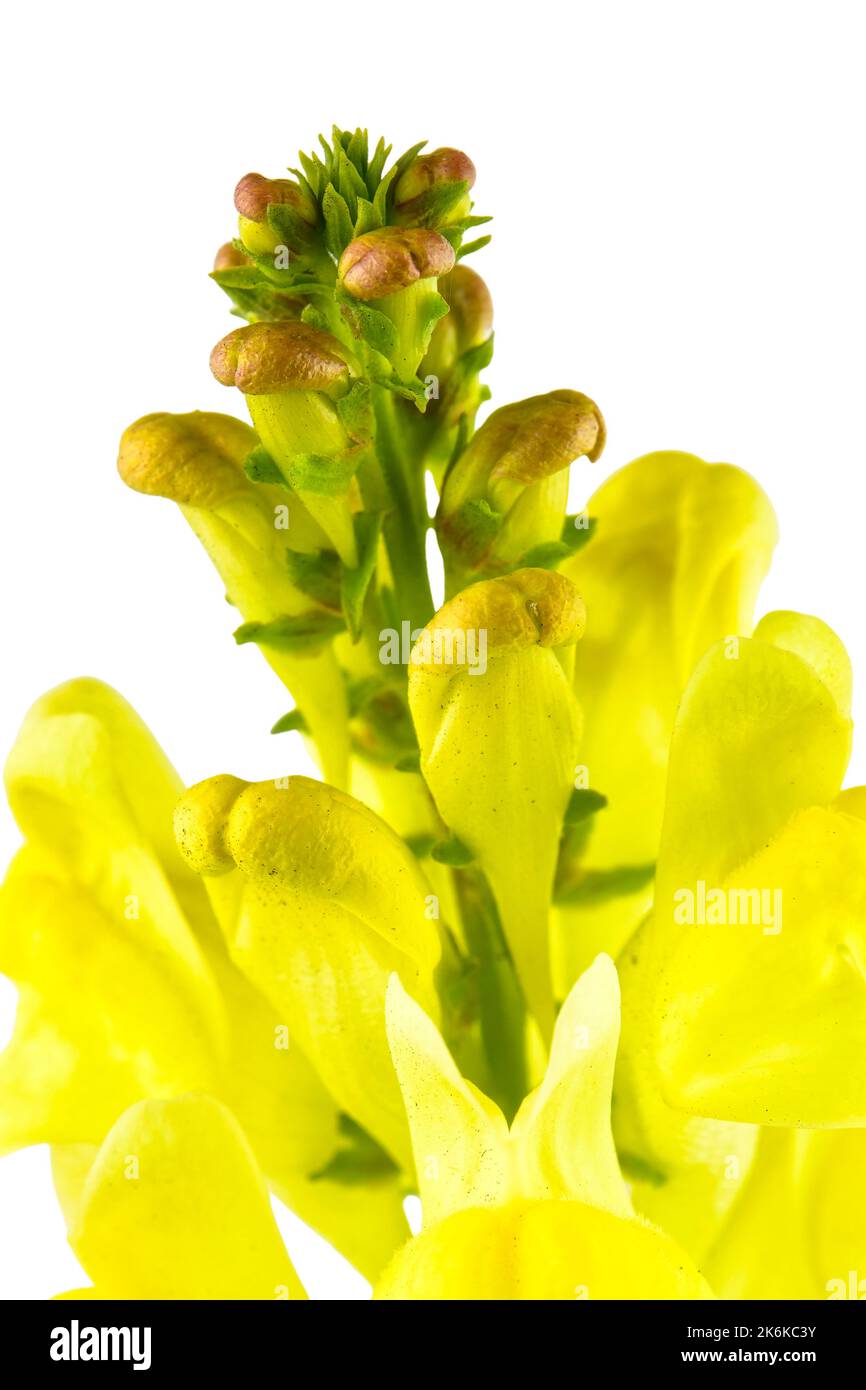 fiore giallo di toadflax Foto Stock