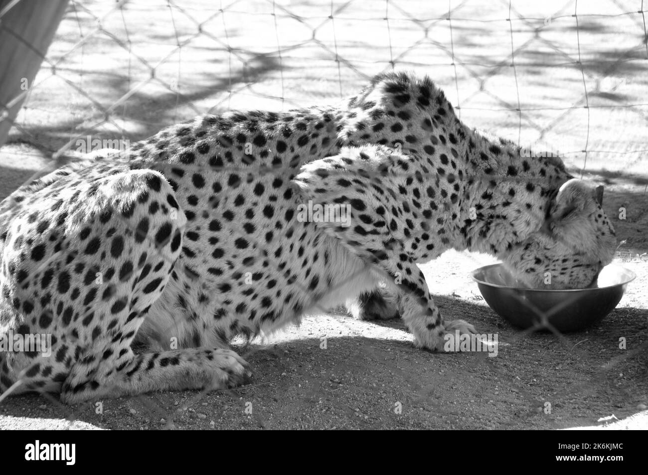 Alimentazione di un ghepardo catturati nella conservazione Cheetha Foundation CCF centro nei pressi di Otjiwarongo Foto Stock