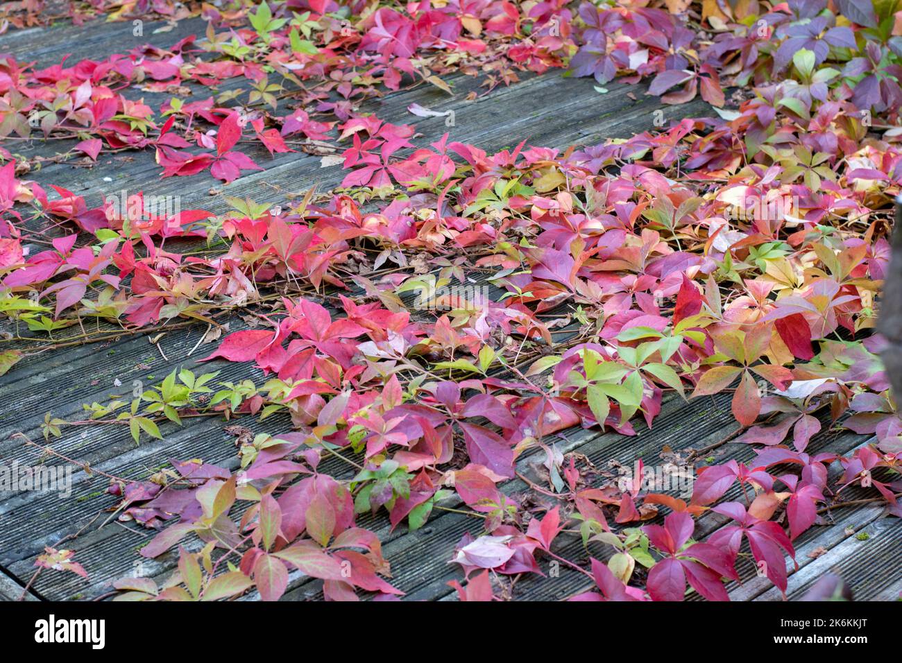 Parthenocissus quinquefolia, aka Virginia superriduttore, Victoria superriduttore, cinque-leaved edy, o cinque-dito, pianta invasiva sul fogliame autunnale rosso del patio Foto Stock