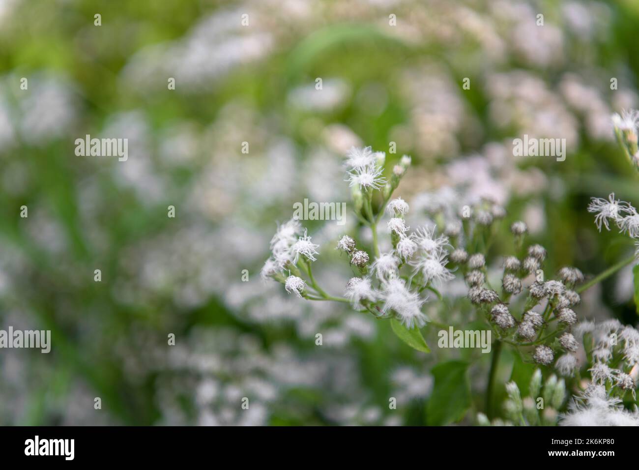 Gli sfondi floreali Foto Stock