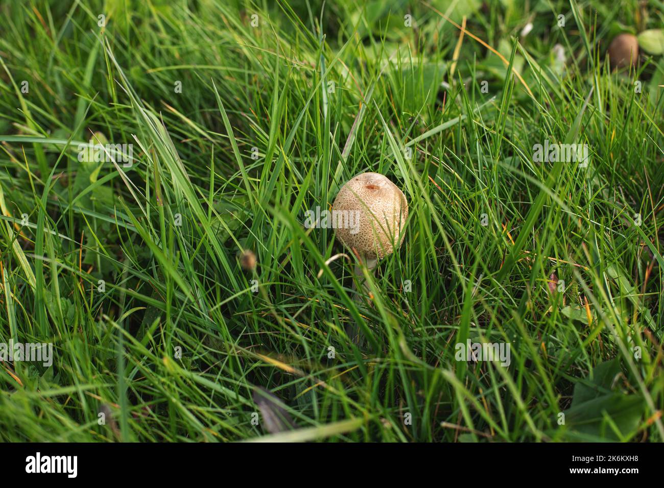 Funghi che crescono sul prato verde in autunno. Foto di alta qualità Foto Stock