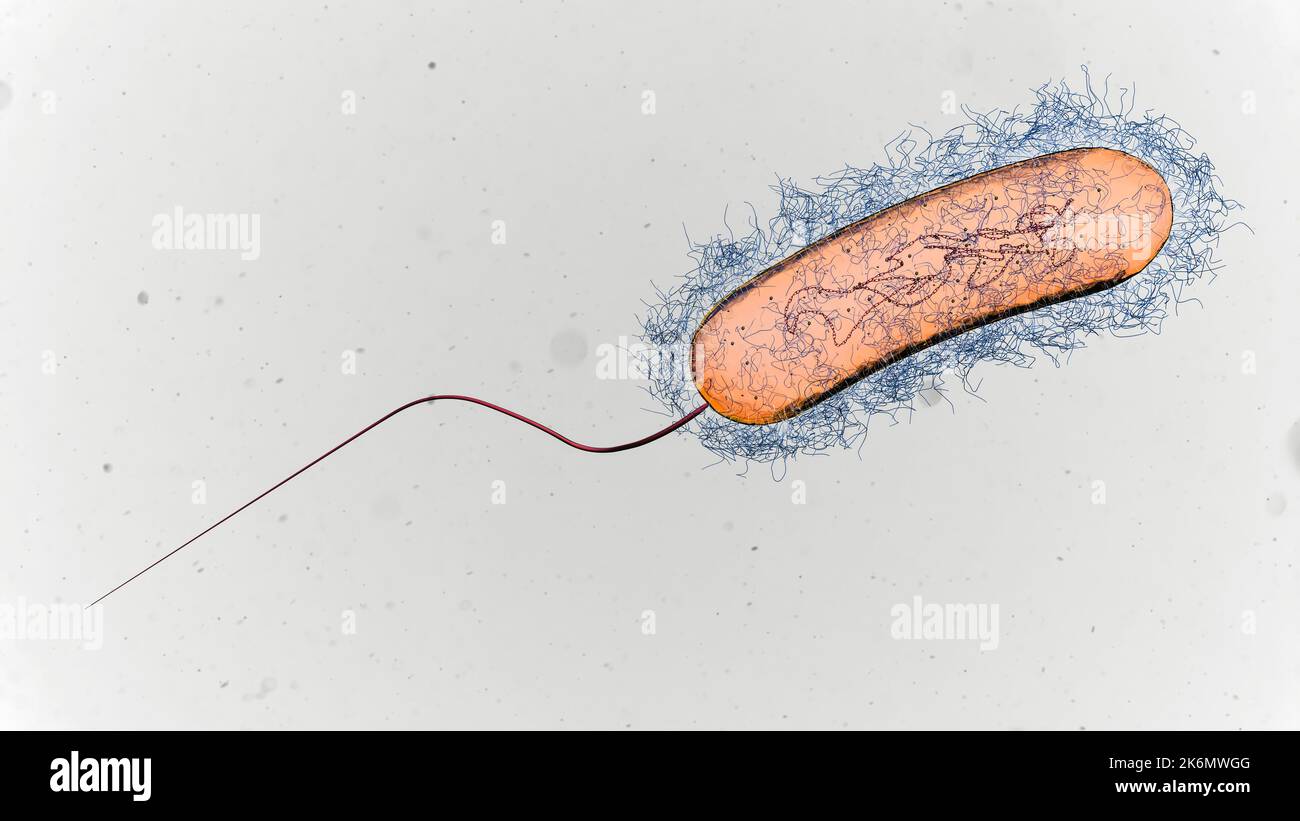Batterio della Legionella, illustrazione Foto Stock