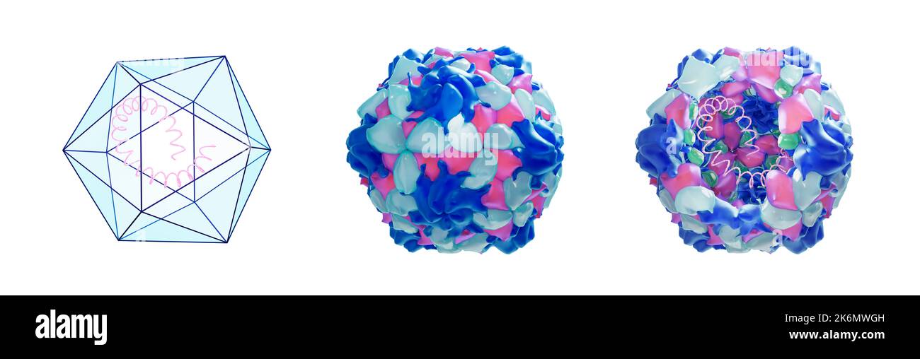Struttura del poliovirus, illustrazione Foto Stock
