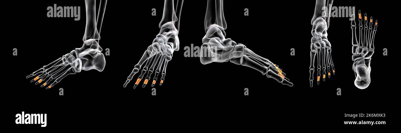 Le ossa della falange centrale del piede, illustrazione Foto Stock