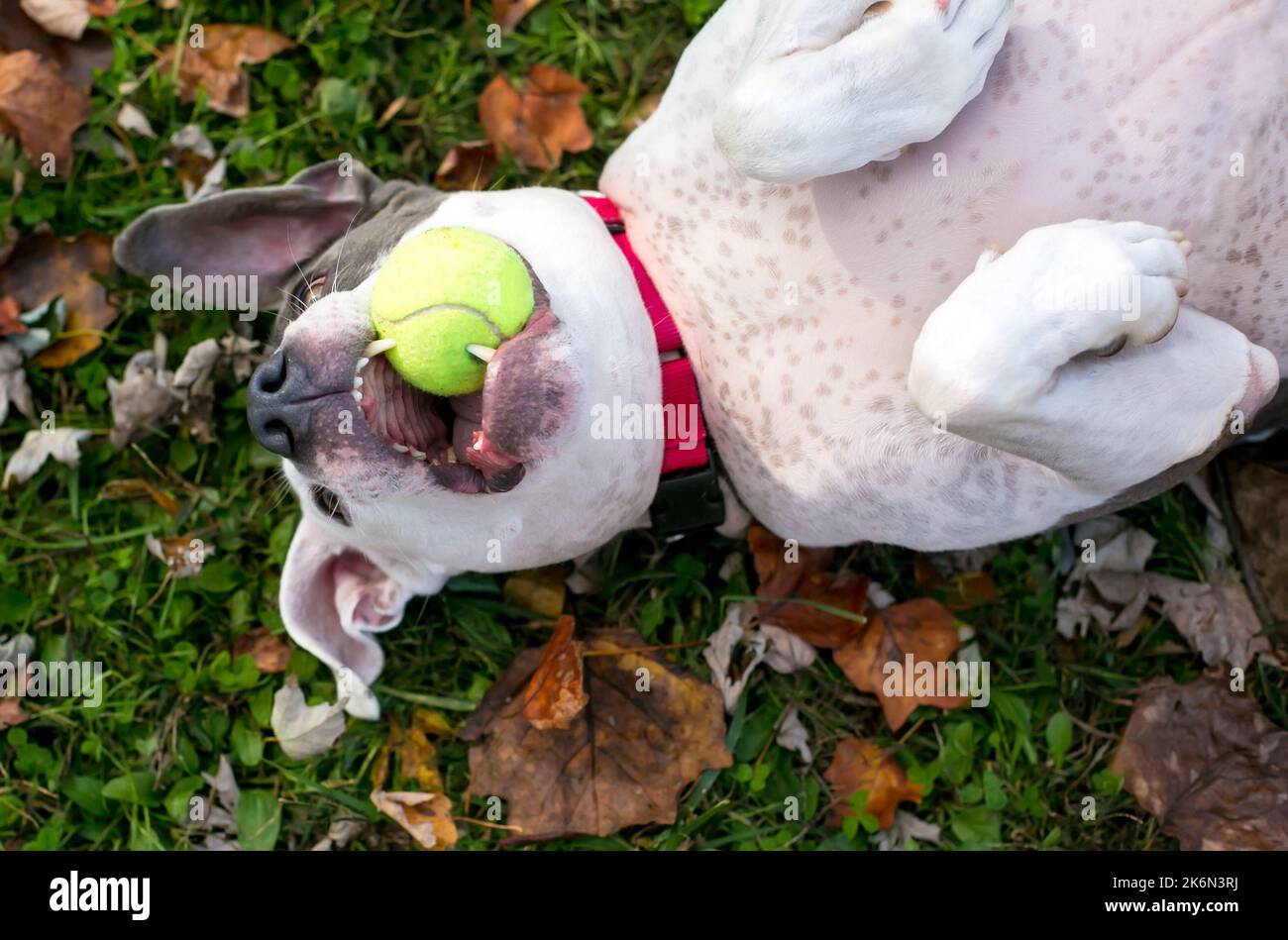 Un cane americano Bulldog di razza mista sdraiato a testa in giù e tenendo una palla in bocca Foto Stock