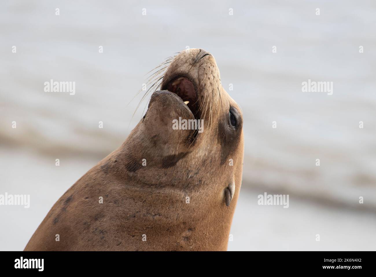 Sealion abbaia al Fisherman's Wharf, Monterey, California Foto Stock