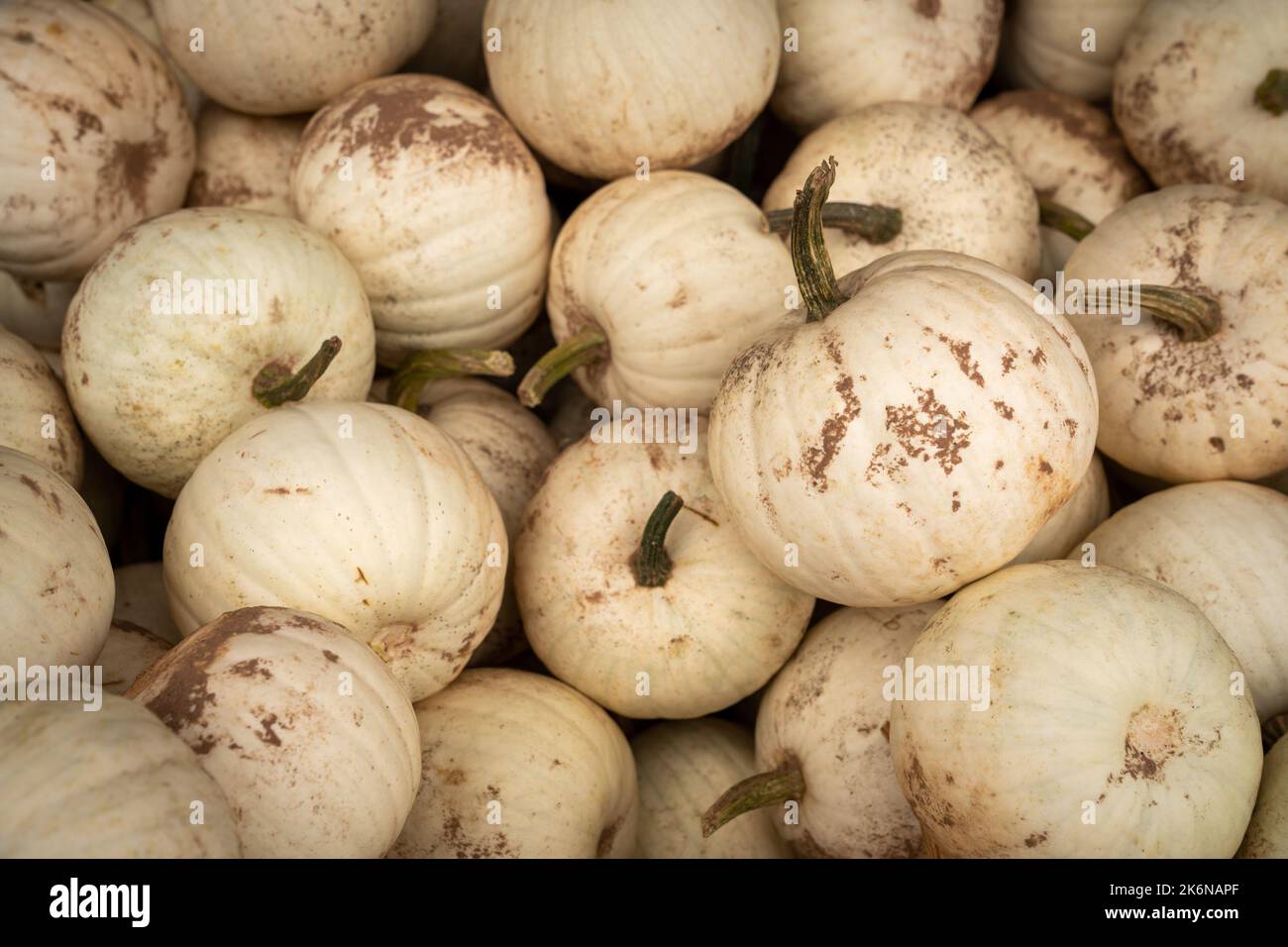 Mercato autunnale degli agricoltori con mamme e zucche Foto Stock