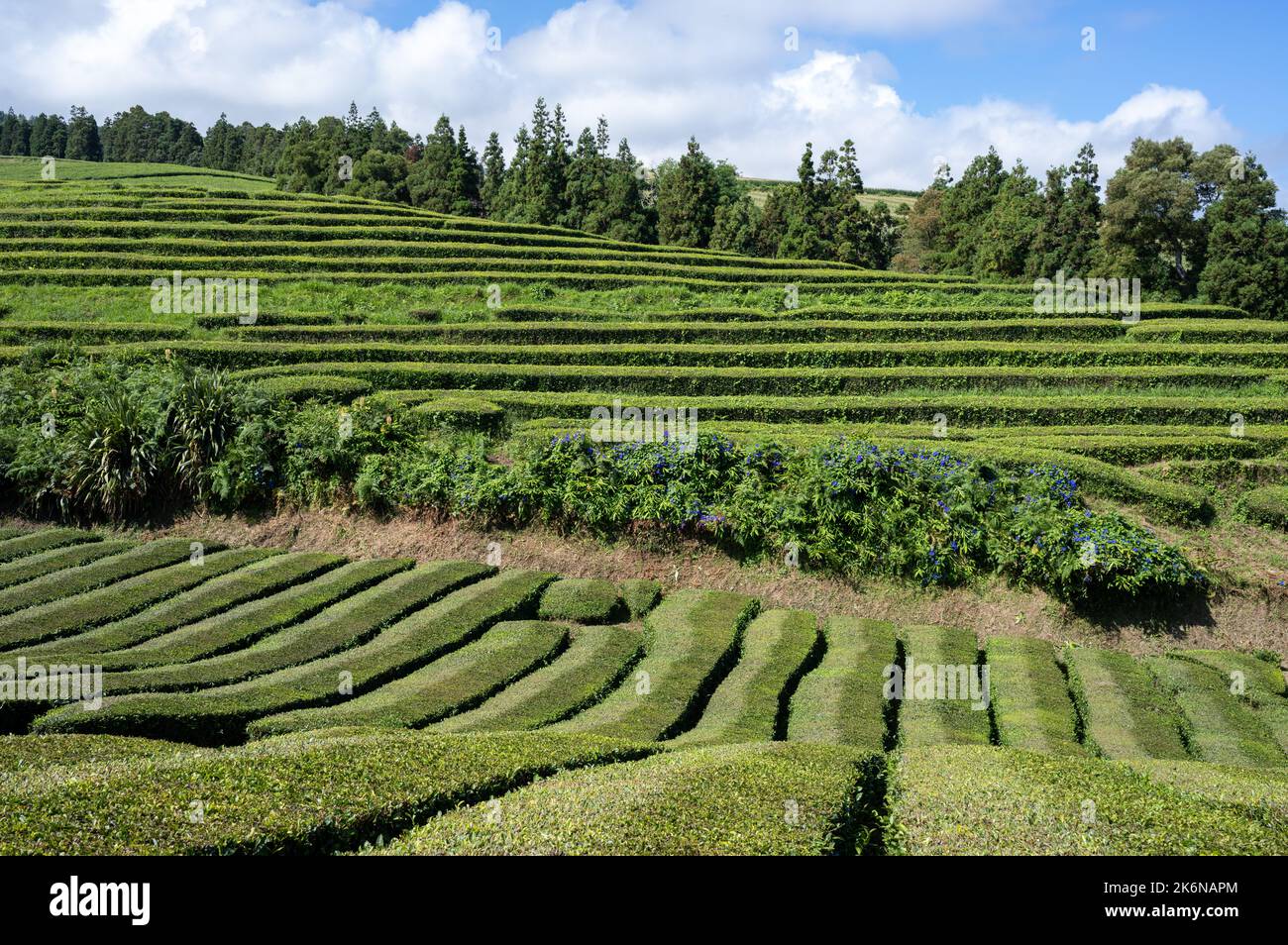 Lussureggianti campi da tè verdi sull'Isola di San Miguel, Azzorre Foto Stock
