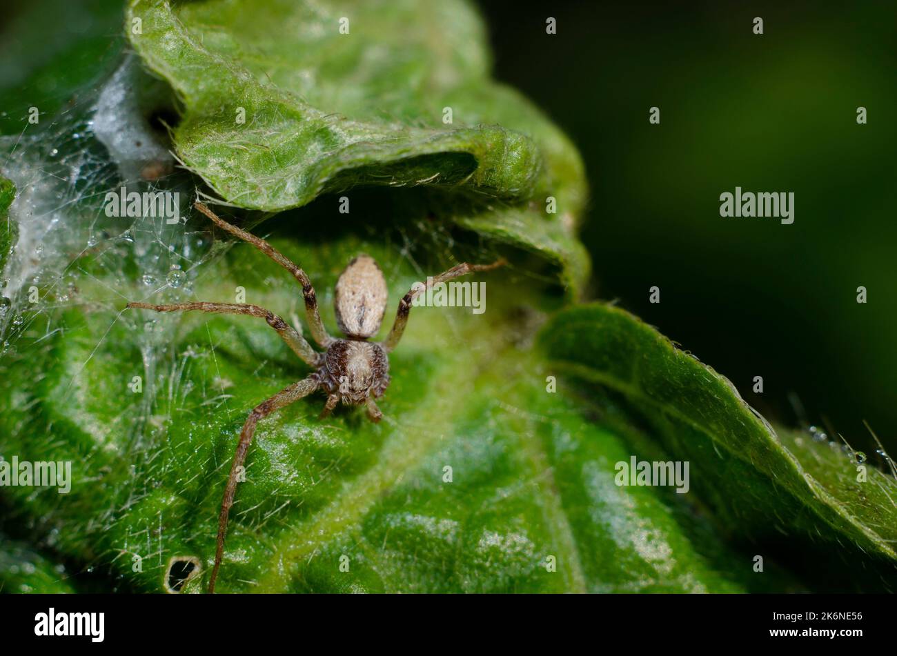 Ragno di granchio manca una gamba in ragnatela di ragno Foto Stock