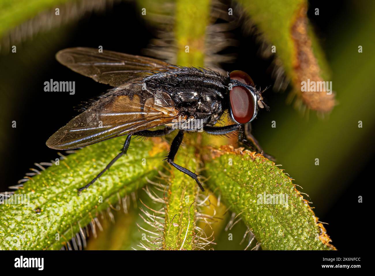 Adulto Muscoid Fly della Famiglia Muscidae Foto Stock