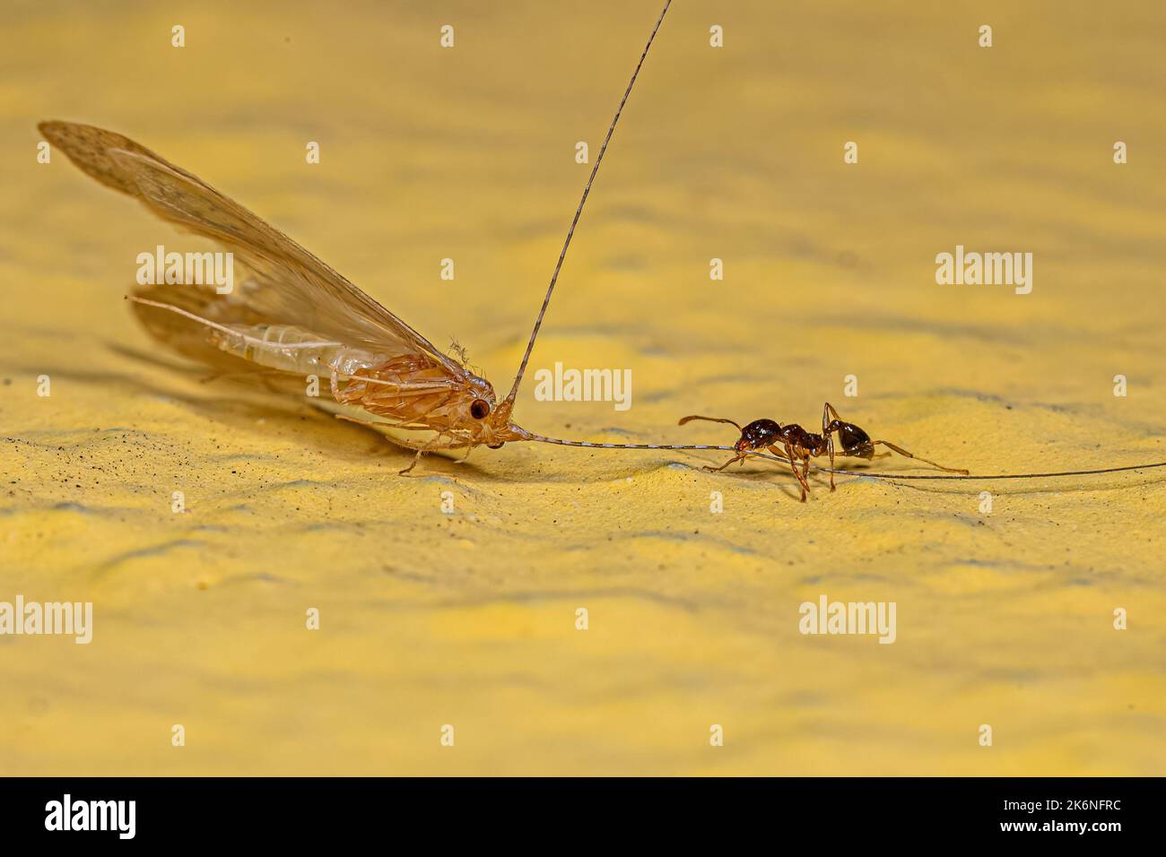 Donna adulta Grande testa ANT del genere Pheidole preying on a Adult Caddisfly Insect of the genere Nectopsyche Foto Stock