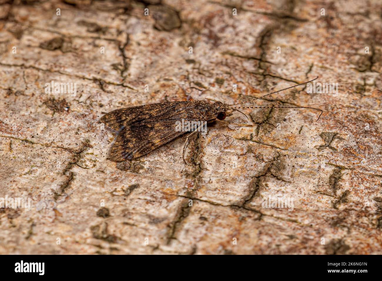 Adult Caddisfly Insect dell'Ordine Trichoptera Foto Stock