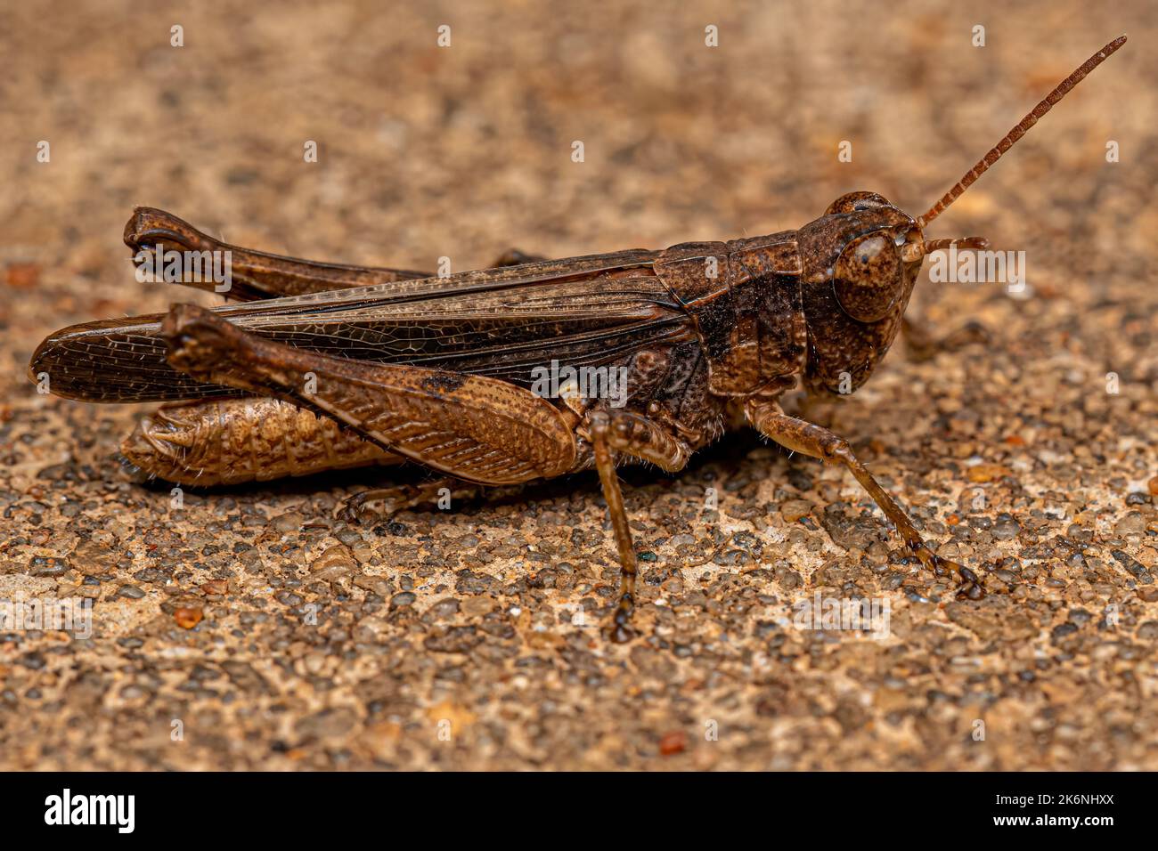 Grasshopper a faccia inclinata per adulti della Tribe Orphulellini Foto Stock