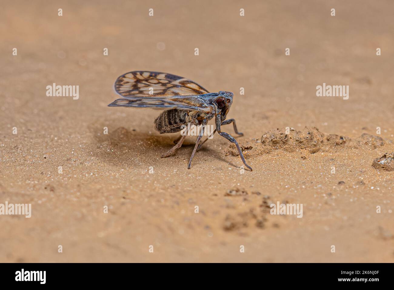 Adulto piccolo planetario della famiglia Cixiidae Foto Stock