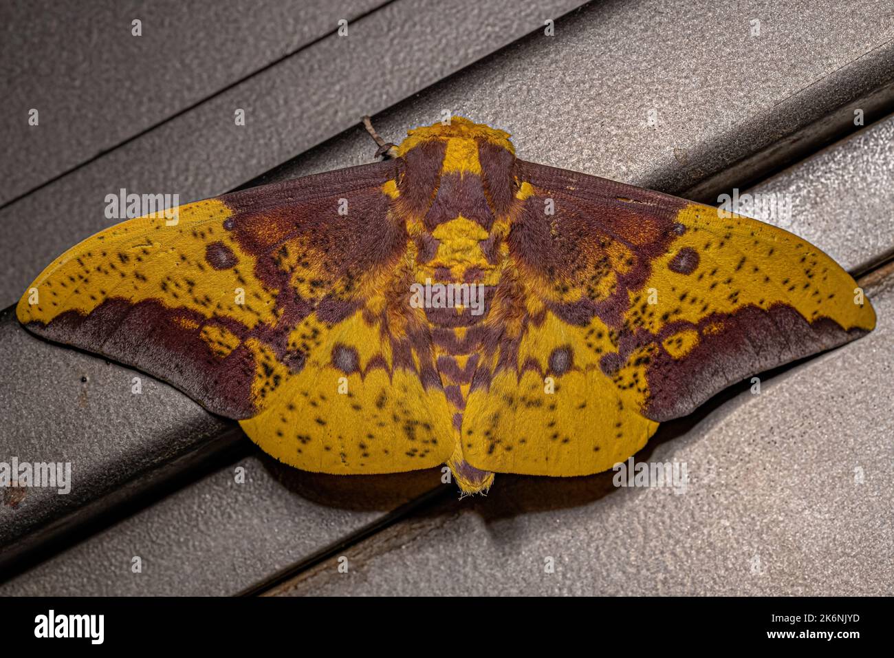 Moth imperiale adulto del genere Eacles Foto Stock