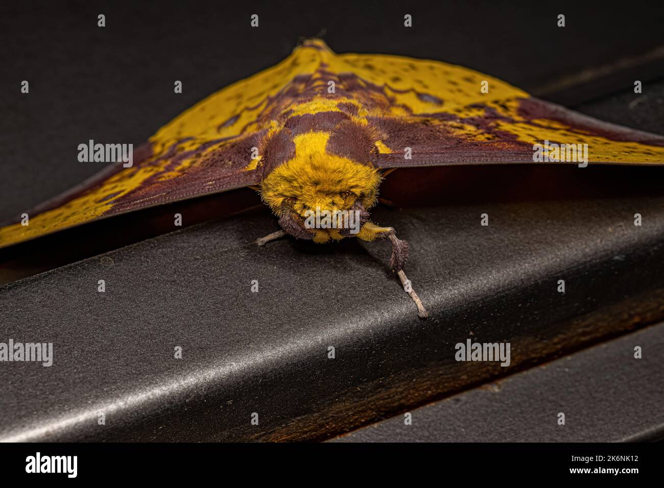 Moth imperiale adulto del genere Eacles Foto Stock