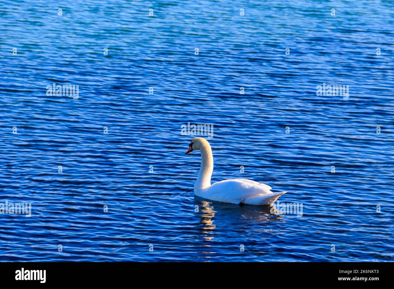 Il cigno bianco nuota sul mare Foto Stock
