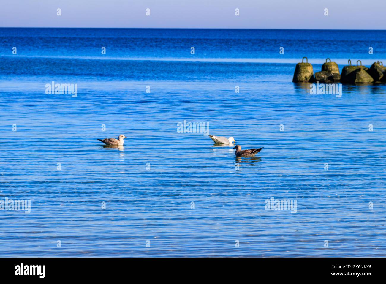Gregge di gabbiani che nuotano nel Mar Baltico Foto Stock