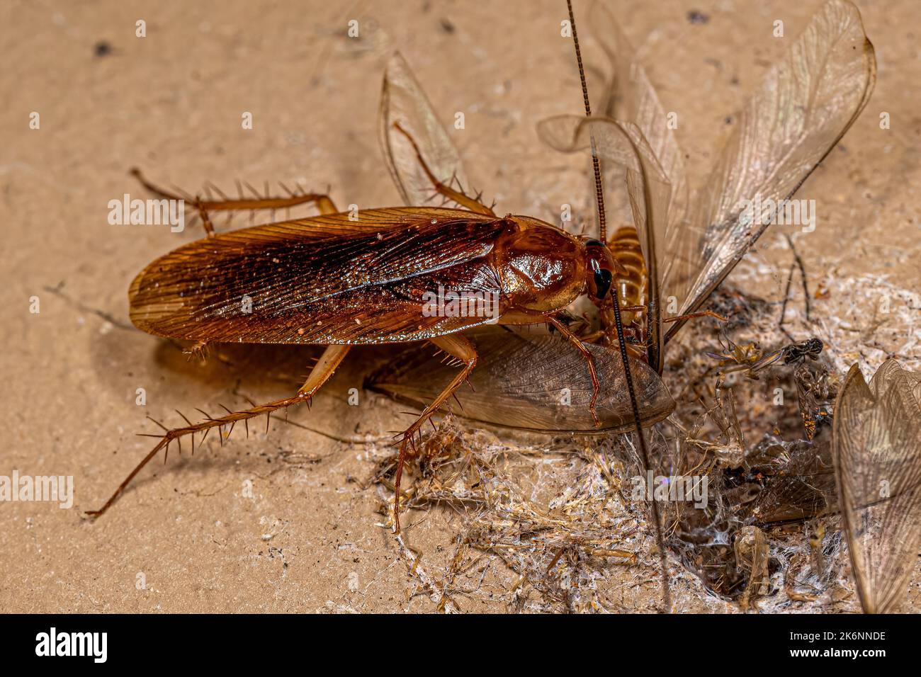 Cockroach di legno adulto della famiglia Ectobiidae che mangia una termite alata Foto Stock